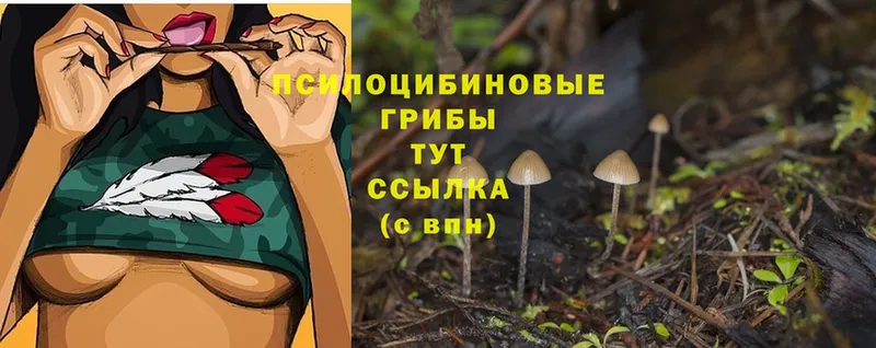 Псилоцибиновые грибы Cubensis  Канаш 